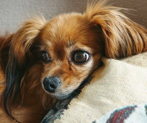 Wie alt kann ein Papillon werden? Diese Fakten solltest du kennen