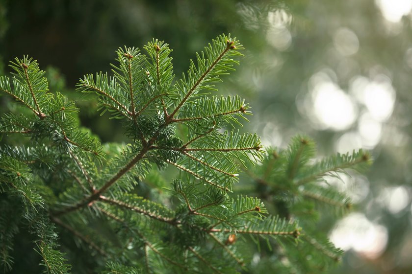 A close-up of spruce branches with green needle-like leaves arranged in a radial pattern. The soft background and natural lighting create a serene forest atmosphere, ideal for nature themes and botanical design.