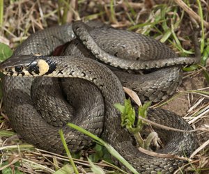 Erstaunliche Ringelnattern: 6 Fakten machen die Tiere besonders
