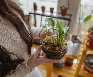 Trauermücken loswerden: Effektive Tipps gegen die kleinen Plagegeister