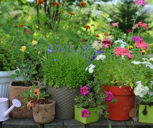 Stilvoll gärtnern: Diese 8 Pflanzkübel verschönern jedes grüne Paradies