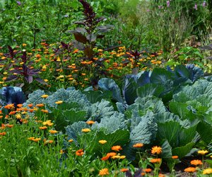 Garten verschönern leicht gemacht: Der praktische Amazon-Holzzaun für Beete und Rasen