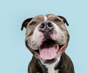 Fell, Gags und Wahnsinn: Diese 15 Hunde-Witze sind nichts für Spielverderber