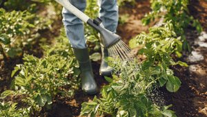 Gartenarbeit in der Schwangerschaft: Darauf solltet ihr achten