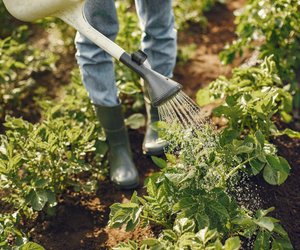 Gartenarbeit in der Schwangerschaft: Darauf solltet ihr achten