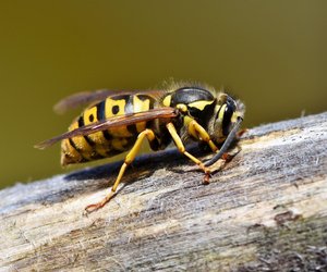 Können Hornissen stechen? Kindgerecht erklärt
