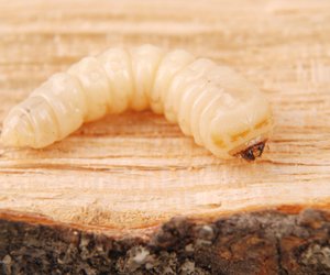 Ärgerliche Schädlinge im Haus: Mit diesem Tipps bekämpft ihr Holzwürmer