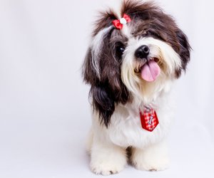 Dürfen Hunde Garnelen essen oder ist die Delikatesse ungeeignet?