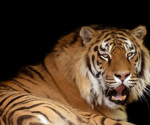 Chinesische Sternzeichen: Tiger