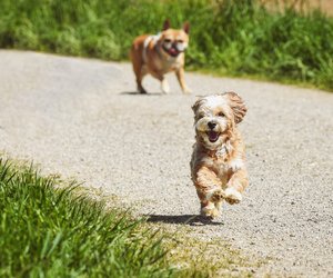 Dürfen Hunde Kekse essen? Darauf kommt es an