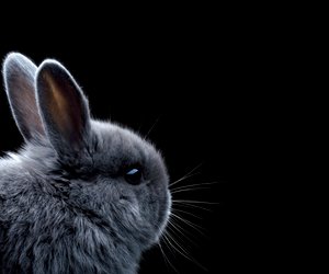 Chinesische Sternzeichen: Hase