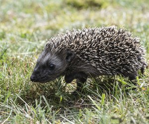 5 faszinierende Igel‑Fakten, die dich überraschen werden