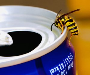 9 geniale Tipps, mit denen du Wespen im Sommer vertreibst