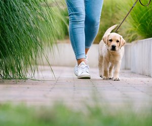 Nie mehr Stress unterwegs: Amazon‑Hundegadget für lange Spaziergänge