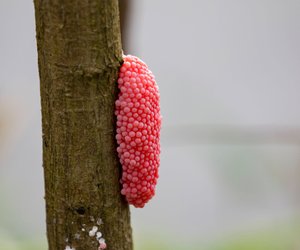 Vorsicht vor Schädlingen im Garten: So erkennt ihr die Eier der Apfelschnecke