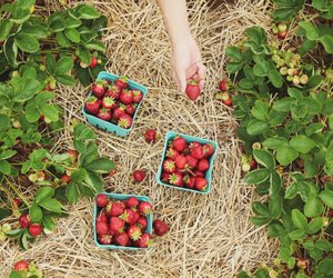 Erdbeeren anbauen: So kannst du gut und fruchtsüß ernten