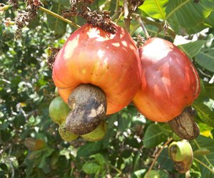 Wo wachsen Cashewkerne? Kindgerecht erklärt