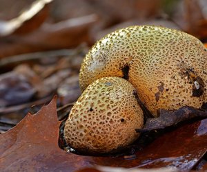 Sind Boviste giftig? Darauf solltest du beim Sammeln achten