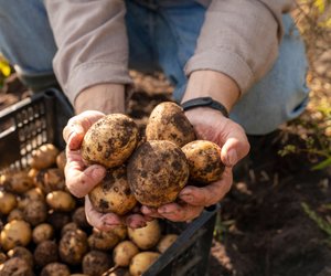 Ihr habt keinen Garten? So baut ihr Kartoffeln im Topf auf dem Balkon an