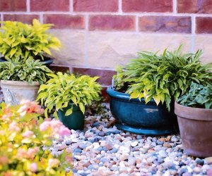 Tontöpfe und Blumentöpfe reinigen: So geht's!