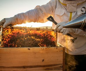 Ist Bienenwachs vegan und wofür ist es gut?