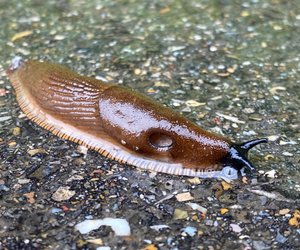Ist die spanische Wegschnecke giftig? 
