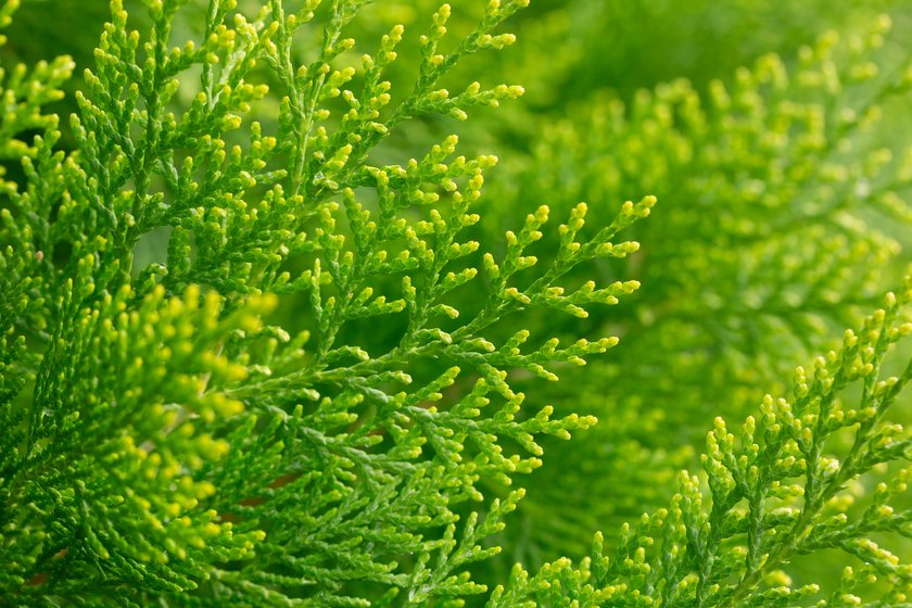 Japanese cypress Hinoki tree ( Chamaecyparis obtusa ) close up. Cupressaceae conifer.