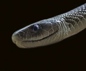 Chinesische Sternzeichen: So giftig kann die Schlange werden