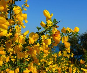 Ginster – harmlos oder giftig? Vorsicht ist ein guter Ratgeber