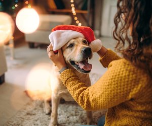 Weihnachtsgeschenke für deinen Vierbeiner: 21 niedliche Ideen für Hunde