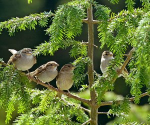 Welche Lebenserwartung haben Spatzen? So alt werden sie