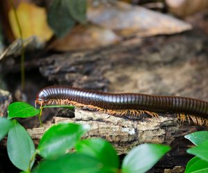 Was fressen Tausendfüßler und sind sie giftig?