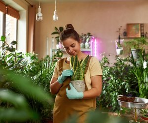 Laut chinesischem Tierkreiszeichen: Diese Pflanze passt perfekt zu dir