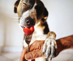 Dürfen Hunde Erdbeeren essen? Darauf solltest du Acht geben
