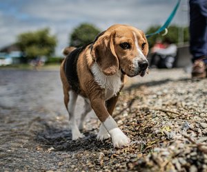 Diese neun kurzhaarigen Hunderassen haben pflegeleichtes Fell