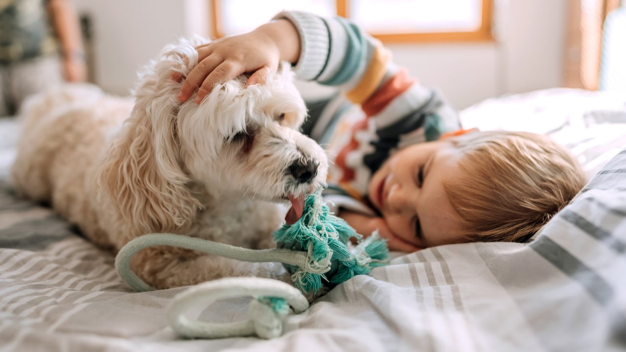 Cute little boy playing with his dog in a bedroom