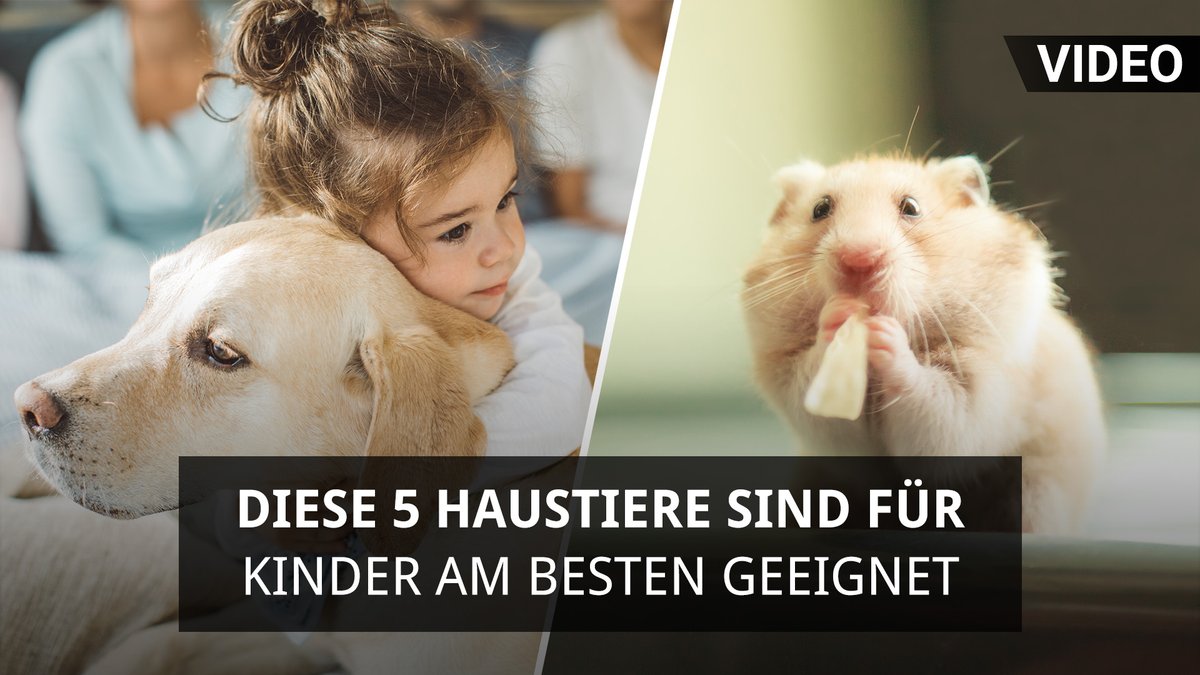Diese 5 Haustiere sind für Kinder am besten geeignet