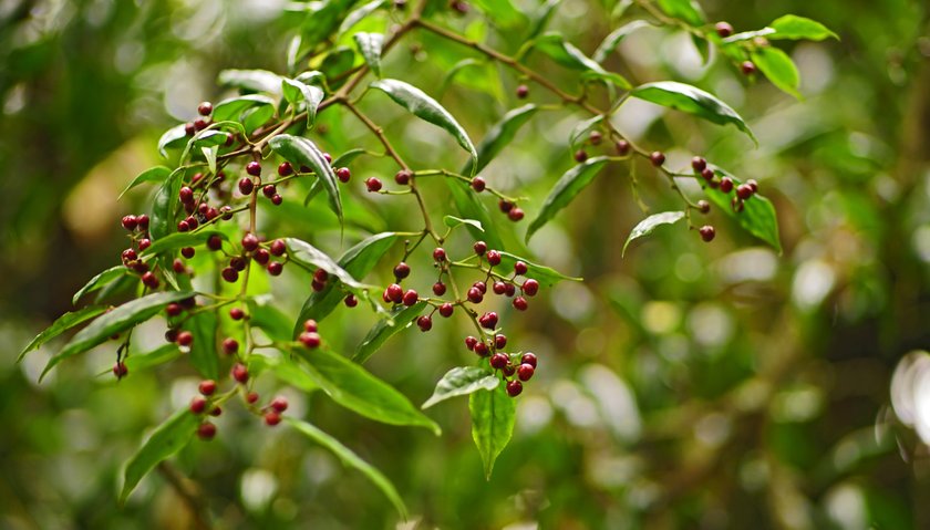 Litsea cubeba fruit or Mountain pepper that has been ripe is deep red in the tree branch. This fruit is commonly used as medicine by some local residents.