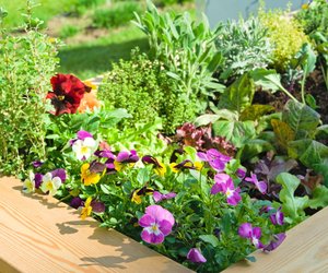 Pflanzenclips von Tchibo: Die perfekte Lösung für stabilen Halt im Beet