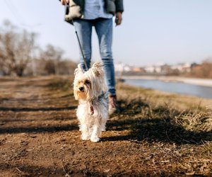 Alles griffbereit: Die Gassi-Tasche von Tchibo ist der Favorit aller Hunde-Liebhaber
