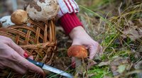 Pilze sammeln: Mit diesen 4 Gadgets startest du durch