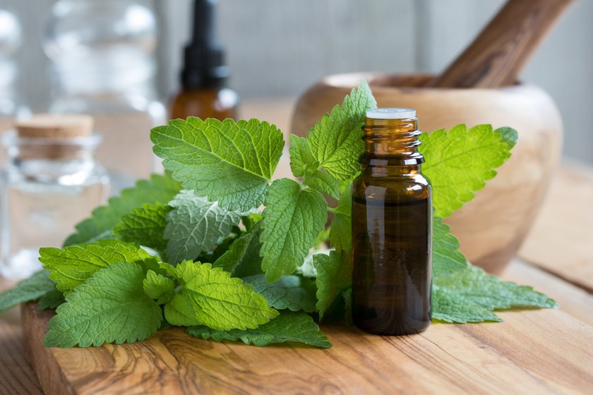 Melissa (lemon balm) essential oil - a bottle with fresh melissa leaves Melissa (lemon balm) essential oil - a bottle with fresh melissa leaves