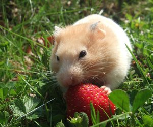 Dürfen Hamster Erdbeeren essen?