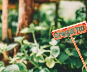 Oregano und Schwangerschaft: Ist das Gewürz erlaubt?