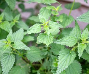 Brennnessel als Geheimtipp im Garten: So nutzt ihr das Unkraut als Wundermittel