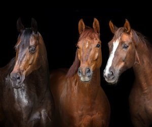 Chinesische Sternzeichen Pferd: So temperamentvoll bist du!