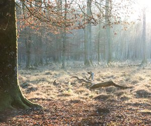 Keltisches Baumhoroskop: Was verrät dein Baum über dich?