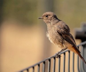 Wenn in dir ein echter Tier-Fan steckt, bestehst du dieses Quiz über heimische Wildtiere garantiert!